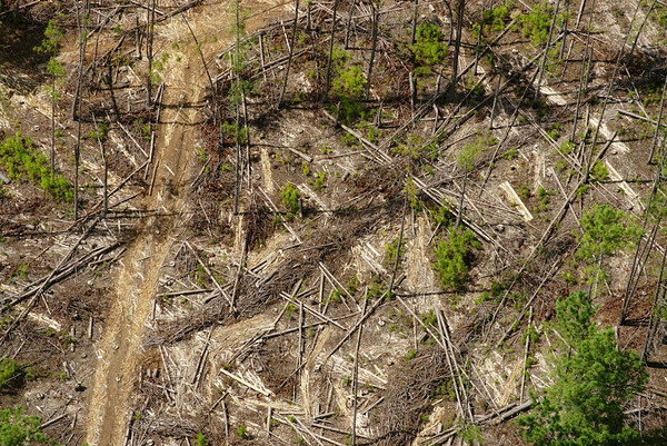 Este hotspot é um exemplo vivo da evolução de espécies em isolamento. Apesar da proximidade com a África, as ilhas não compartilham quaisquer dos grupos típicos de animais do continente vizinho. Ao invés disso, elas contêm uma exuberante coleção única de espécies, com altos níveis de endemismo. Madagascar e o grupo de ilhas vizinhas possuem um total impressionante de oito famílias de plantas, quatro famílias de aves e cinco famílias de primatas que não existem em nenhum outro lugar da Terra. As mais de 50 espécies de lêmures de Madagascar são os carismáticos embaixadores para a conservação da ilha, embora diversas espécies já tenham entrado em extinção. Em uma área que é das mais prejudicadas economicamente no mundo, a alta taxa de crescimento populacional está colocando uma enorme pressão sobre o ambiente natural. A agricultura, a caça e a extração não sustentável de madeira, além da mineração em grande e pequena escalas, são ameaças crescentes. Estima-se que restam apenas 10% do hábitat original. A proteção desses remanescentes é de suma importância já que metade da população não tem acesso adequado à água doce. (foto: © Cristina Mittermeier/ iLCP)