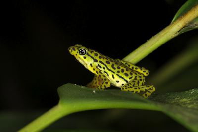 No Equador:  Sapo do rio Pescado (Atelopus balios) é considerado como criticamente ameaçado de extinção, segundo a Lista Vermelha da UICN. Foi visto pela última vez em abril de 1995. ©Eduardo Toral-Contreras