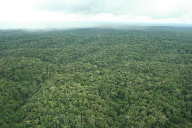 Cobertura florestal da Resex (foto Elildo Carvalho Junior)