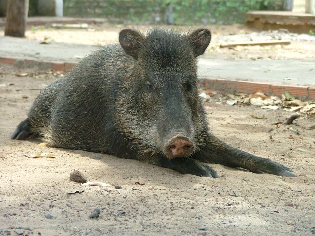 Cateto (acima) e a queixada: porcos nativos se beneficiam da caça ao parente exótico (fotos: Fabio Pellegrini)