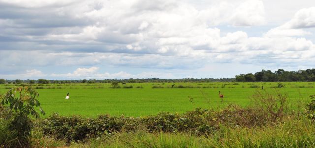 Tuiuiús, veados mateiros e outros pássaros dividem espaço com as plantações. (foto: Leilane Marinho)