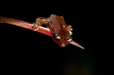 Sapo terrestre coroado (Eleutherodactylus corona) – visto pela última vez em 1991.