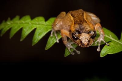 Sapo terrestre ventríloquo (Eleutherodactylus dolomedes) – visto pela última vez em 1991.