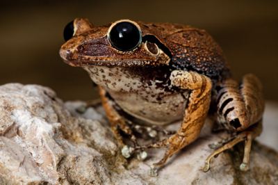 Sapo macaya escavador (Eleutherodactylus parapelates) – visto pela última vez em 1996.