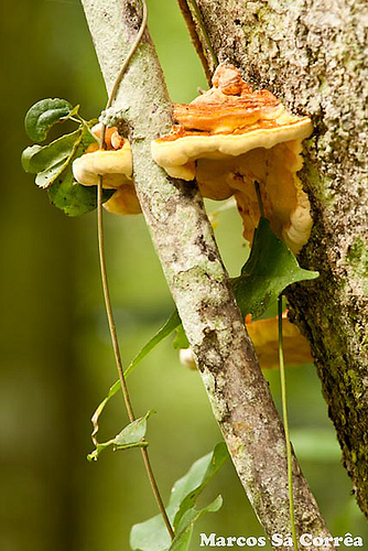 O Brasil é o país com maior biodiversidade do planeta. Fungo fotografado  no Parque Nacional do Iguaçu (foto Marcos Sá Corrêa)