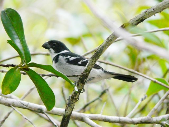 Gola macho -  O. americana