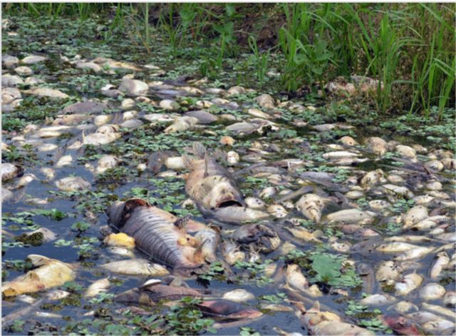 Mortandade foi registrada na Baía do Dourado (foto: Imasul)