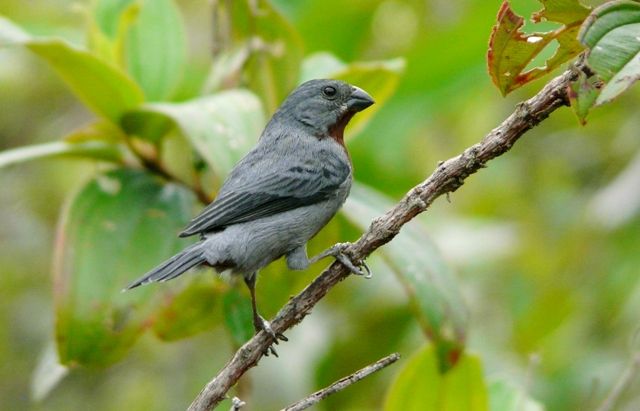 Peito-roxo macho -  Oriyzoborus castaineventer