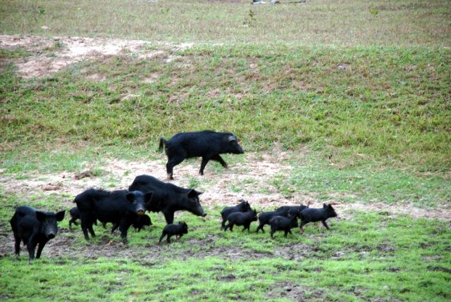 Família de porcos-monteiro. Fêmea pode dar cria a 12 leitões e grupos podem chegar a 50 indíviduos (foto: Fabio Pellegrini)