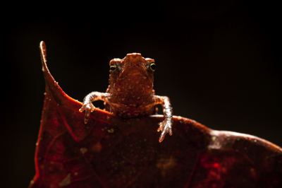 Nova espécie de sapo– gênero Rhinella