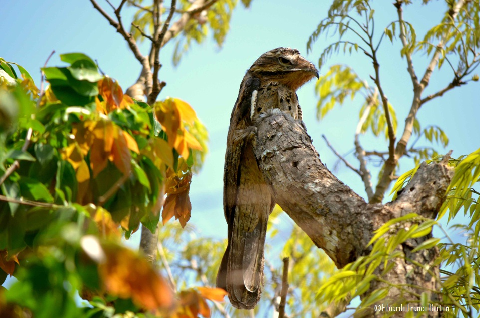 O canto do urutau tem inspirado lendas em países amazônicos. (Crédito: Eduardo Franco Berton)