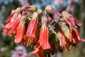 A folha-da-fortuna (Bryophyllum spp) salvou sem querer os lagartos. Foto: Arthur Chapman