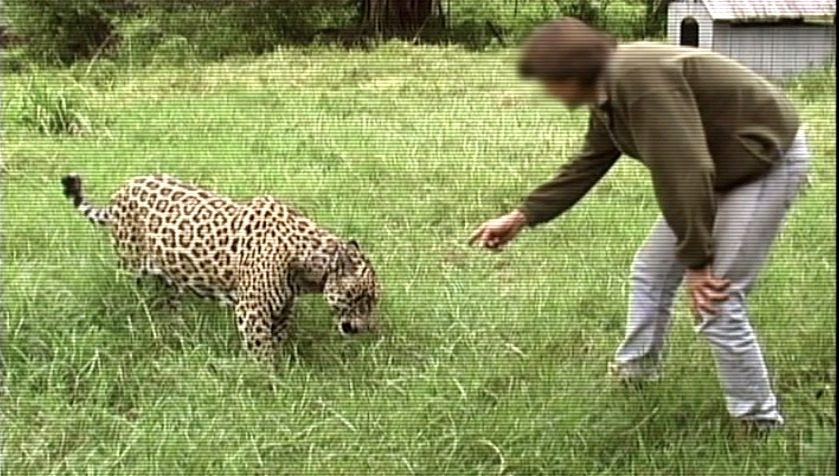 Imagens da série Extinções mostra a onça pintada Gavião com ex-dono