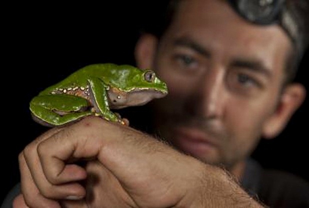 O kambô, ou sapo-verde (Phyllomedusa bicolor), é uma das 50 espécies de répteis e anfíbios encontrados no parque. Foto: Andre Baertschi