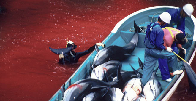 A cena dramática é parte do filme "A Enseada", que mostra o abate de golfinho para consumo de carne e pele, em Taiji, Japão. (Foto: Divulgação)