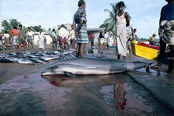 Espécies obscuras, como o golfinho-de-fraser (como este em um mercado de peixes no Sri Lanka), estão sendo cada vez mais utilizadas como alimento em regiões pobres e com insegurança alimentar. (Foto: Anouk Ilangakoon)