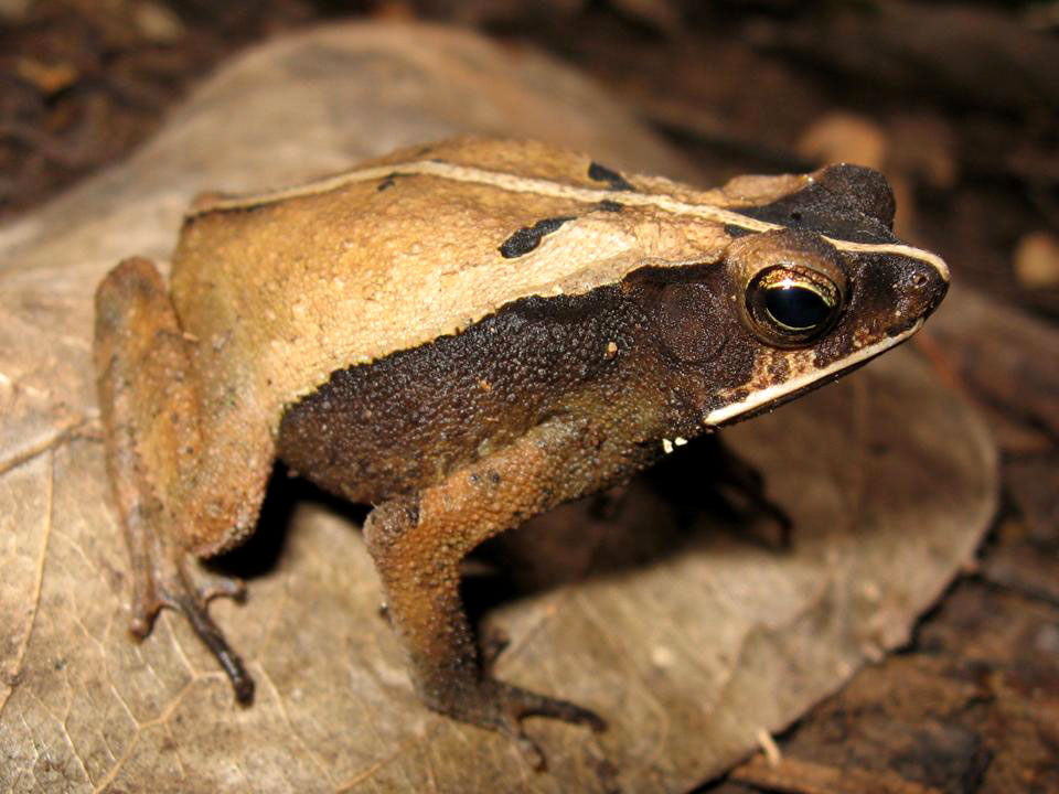 O Rhinella castaneotica se aproveita das distrações da cutia. Foto: Paulo Sérgio Bernarde