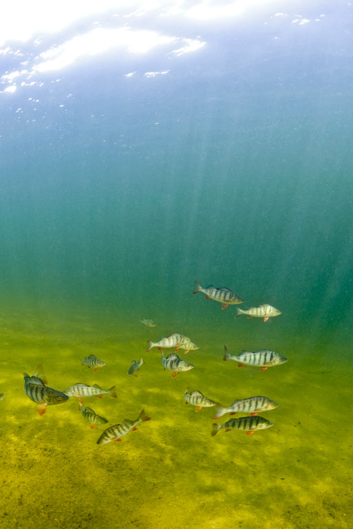 Pesquisa demonstra que drogas excretadas por humanos podem alterar comportamento de peixes. Foto: Cortesia Bent Christensen.