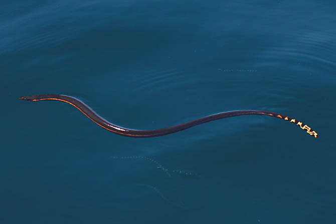 Serpente marinha pelágica 