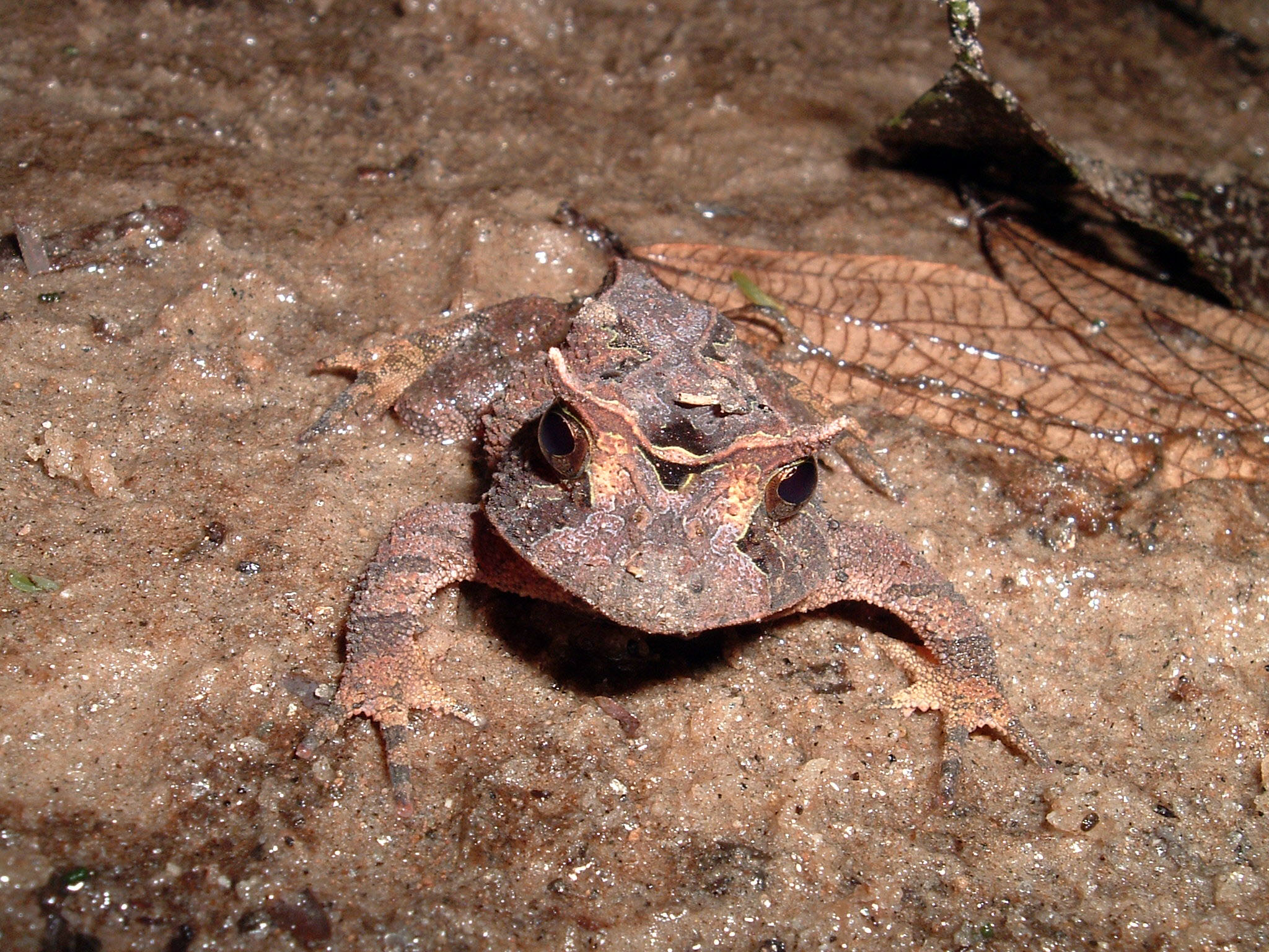 Proceratophrys boiei: espécie pode desaparecer com fragmentação florestal. foto: Carlos G. Becker