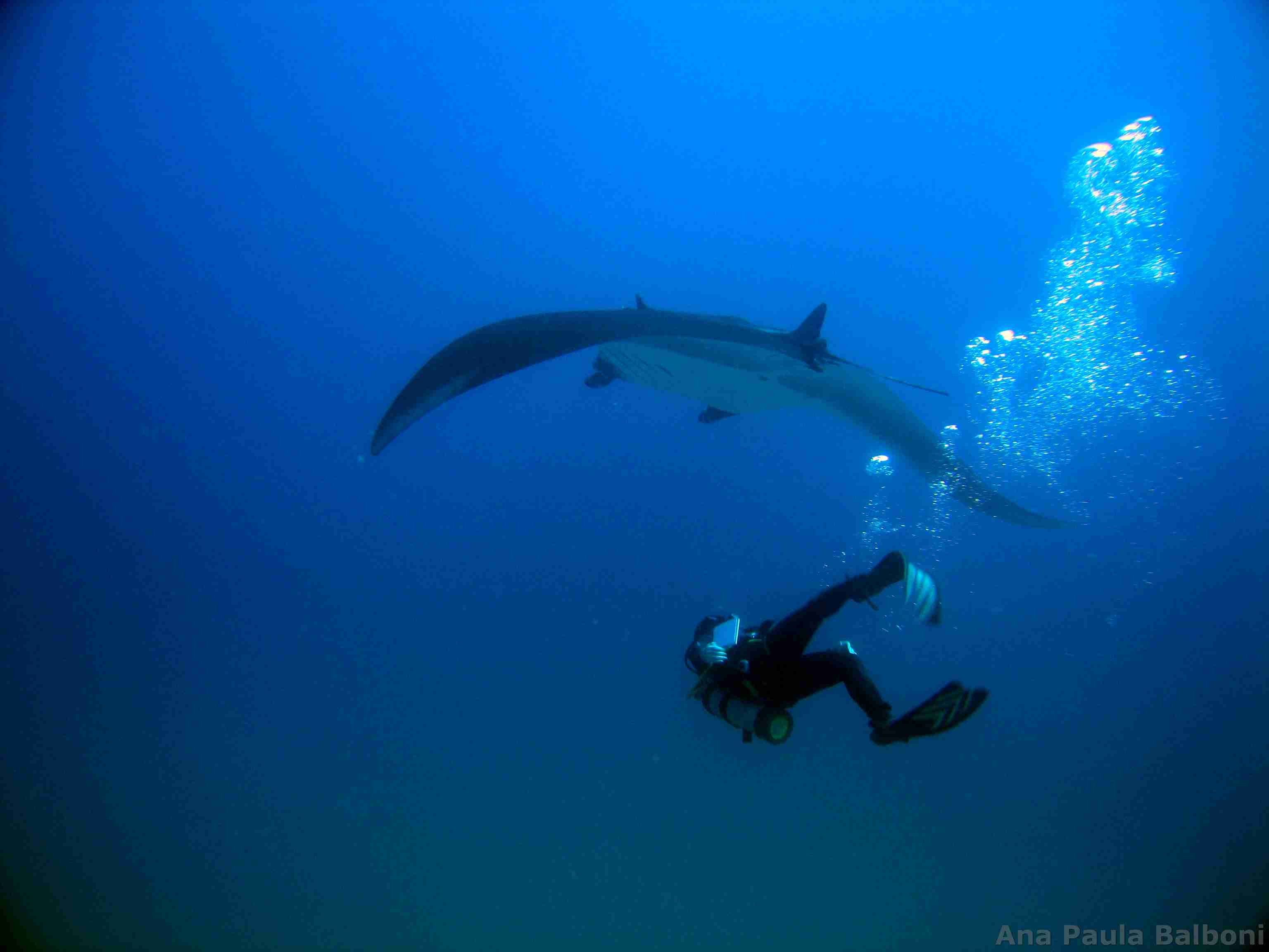 Um exemplar da Manta birotris fotografado na Laje de Santos Foto: Ana Paula Balboni