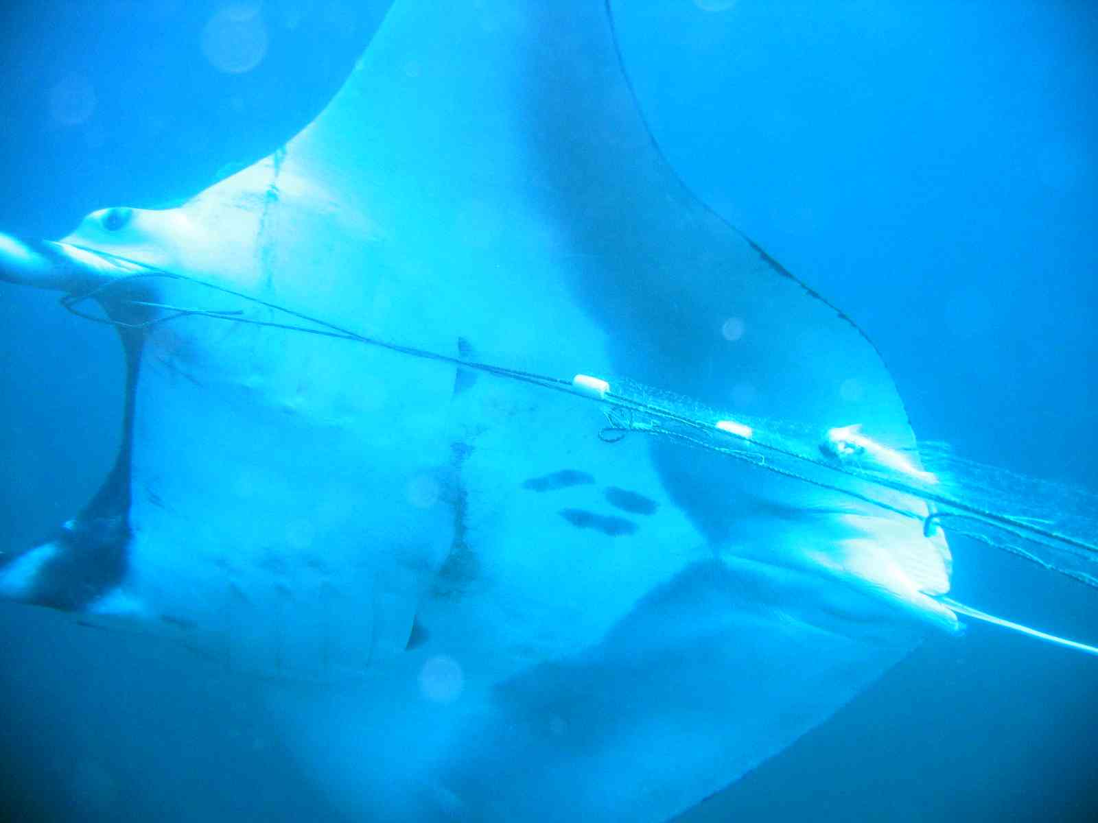 Arraia gigante presa em redes de pesca. Foto Eduardo Gariiglia Filho