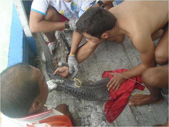 Um tubarão-tigre sendo marcado. Foto: Fábio Hazin