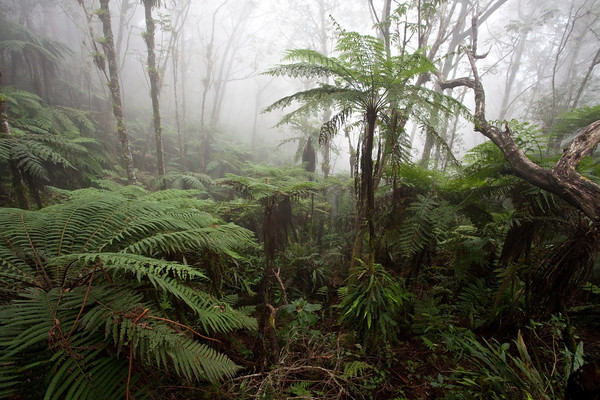 Reserva da Biosfera de Macaya, que abriga diversos anfíbios ameaçados de extinção (foto: Robin Moore, iCLP)