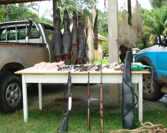 As carcaças de jacarés e as armas apreendidas (crédito: Divulgação PMA-MS)