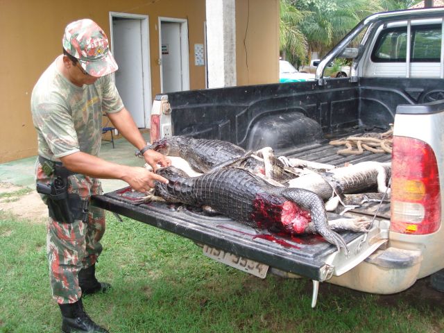 Carcaças de jacaré foram encontradas em pick-up (foto: PMA-MS)