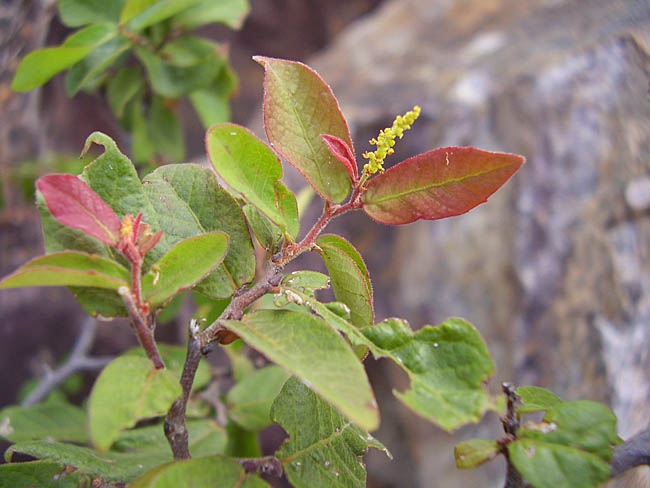 Gymnanthes boticario (Foto: Maria de Fátima de Araújo Lucena)