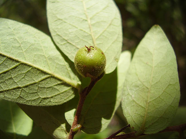 Gymnanthes boticario (Foto: Maria de Fátima de Araújo Lucena)