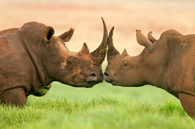 Rinocerontes sulafricanos, em risco por causa de crenças sobre os poderes afrodisíacos do seu chifre. Foto: rhino org