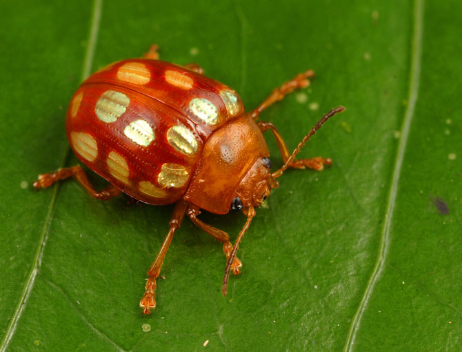 Besouro de folha (Stilodes sedecimmaculata) é encontrado somente no Escudo das Guianas. Existem mais de 35.000 espécies de besouros de folha no mundo. Esta espécie foi observada durante o Programa Internacional de Conservação de Avaliação Rápida, no sudoeste do Suriname em agosto e setembro de 2010. Foto: © Trond Larsen