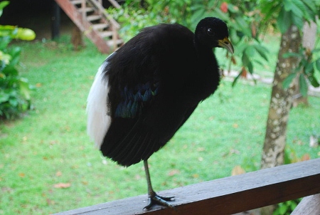 O jacamim-das-costas-cinzas habita exclusivamente o noroeste da Amazônia. Foto: Conhecendo os animais (http://conhecendoanimais.blogspot.com)