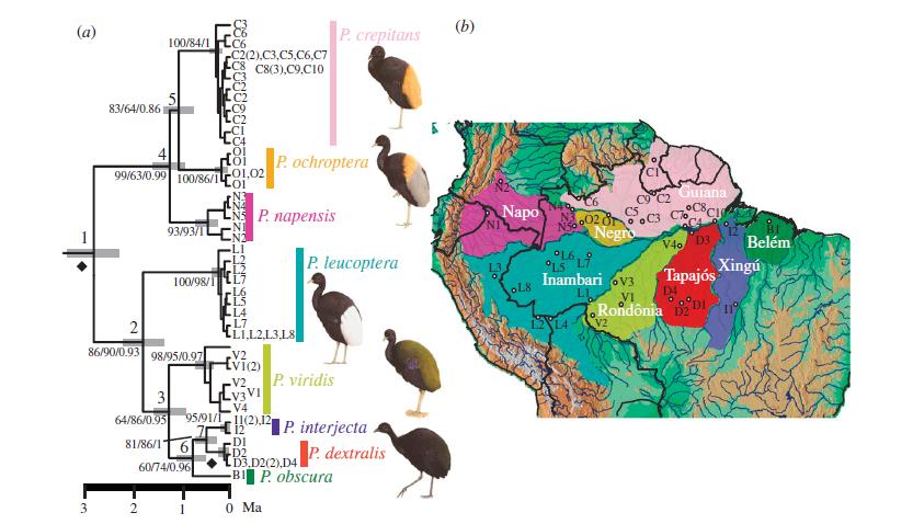 Interflúvios de grandes rios determinam a espécie de jacamim. A primeira separação ocorreu entre o norte e o sul da região, quando surgiu o Rio Amazonas. Hoje, são oito espécies com diferenças genéticas e na plumagem. Ilustração: Camila Ribas et al.