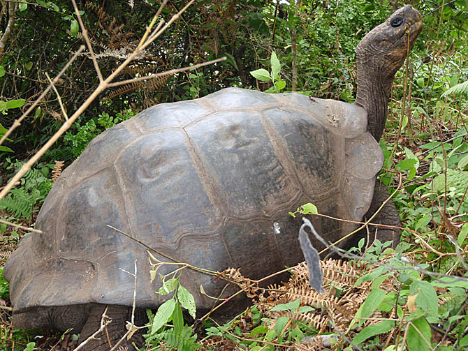 Esta é uma híbrida, resultado do cruzamento entre a G. Becky e uma C. elephantopus, espécie considerada extinta e nativa da Ilha Floreana, que fica a mais de 320 quilômetros de distância. Análises genéticas da população de tartarugas na Ilha Isabela sugerem ainda há possibilidade de encontrar indivíduos puros C. elephantopus na Ilha Isabela. (Foto: Cortesia Yale University)