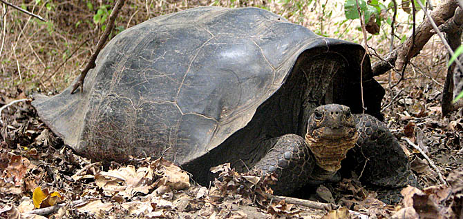As tartarugas G. Becky são nativas da Ilha Isabela e têm a carapaça em forma de domo. (Foto: Cortesia Yale University)