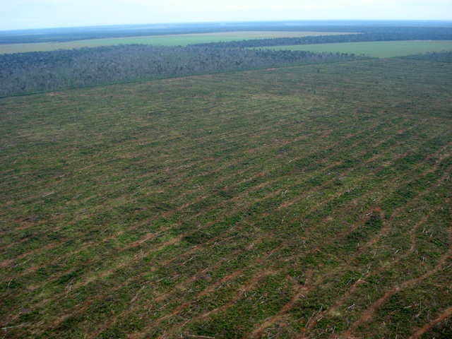 MT sanciona lei que regulamenta a venda de créditos de carbono, incentivo para manter a floresta em pé. Acima, flagrante do Ibama de desmatamento em Feliz Natal, no norte do Estado. Fotos: Carlos Eguiberto Rodrigues Jr e Émerson Gonçalo/Ibama