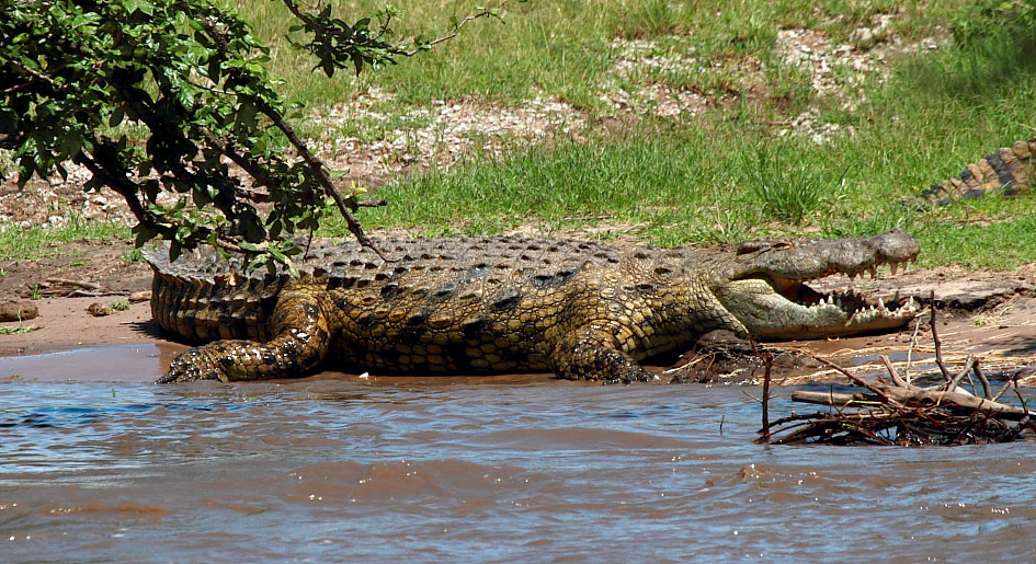 Um avatar de Sobek toma um solzinho enquanto a aguarda a chegada da migração dos gnus. Foto: Fabio Olmos