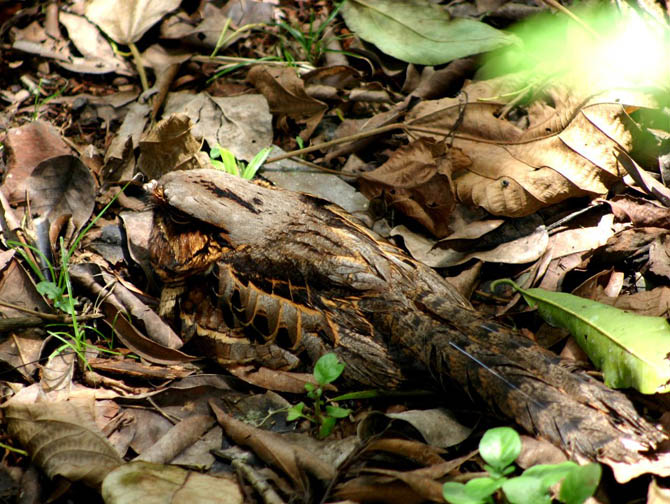 O curiango dorme numa confortável cama de folhas secas. Foto: Adilson Borges