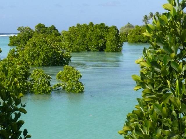 Mangues na maré alta . (foto: Shigeyuki Baba) 