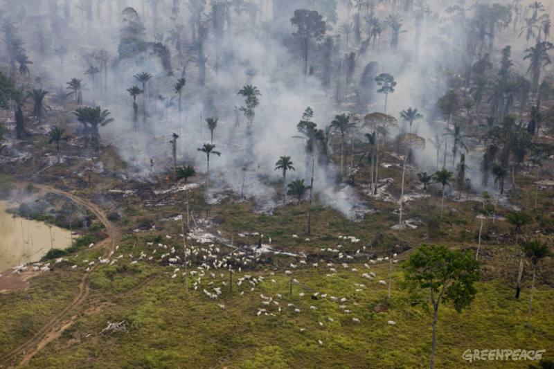Gado produzido em áreas recém-desmatadas já não é comprado pelos maiores frigoríficos (foto Greenpeace/Daniel Beltra)