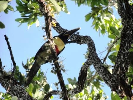 As terras indígenas podem oferecer um refúgio para os animais e favorecer a conservação do Cerrado