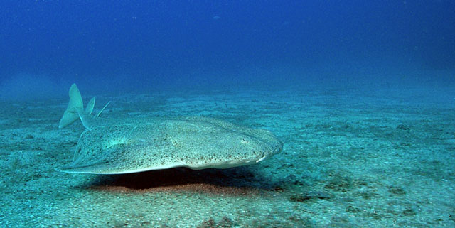 O Cação-anjo (Squatina squatina) está sendo pescado até próximo da extinção. foto: Philippe Guillaume
