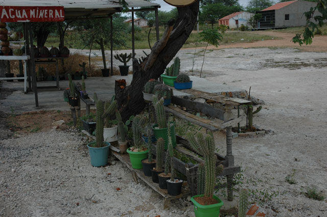 Cactos à venda na estrada que liga o litoral ao sertão  pernambucano. A sustentabilidade ainda não passou por essas bandas. crédito: Vinícius Messas Cotarelli