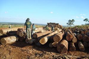 Escritórios de Costa Marques e Guajará-Mirim fiscalizam a fronteira com a Bolívia, enquanto Ariquemes controla a retirada ilegal de madeira. Créditos: Divulgação/Ibama 
