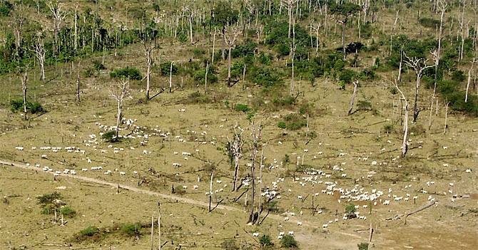 Operação Boi Pirata II, de combate à pecuária dentro da Floresta Nacional de Jamanxin (Foto: Divulgação/Ibama)