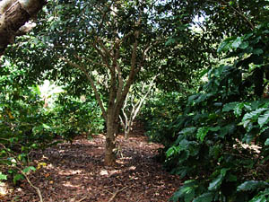 Alternativa às monoculturas: pés de café e árvores da Mata Atlântica se desenvolvem juntos. (Foto: Divulgação / Ipê)
