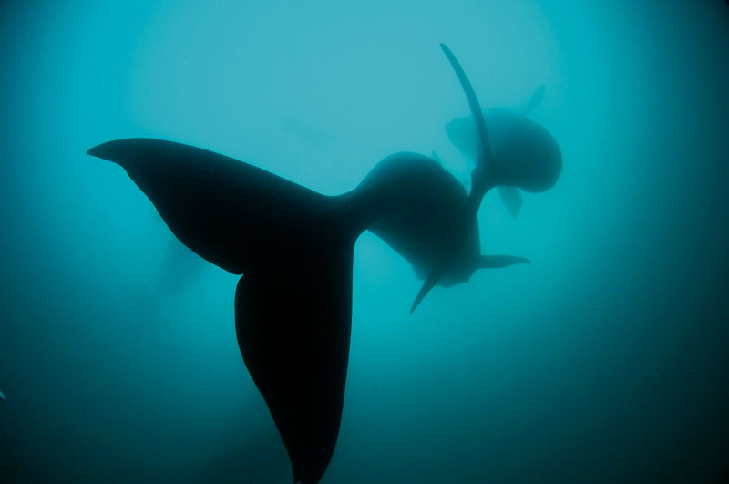 Baleias na Nova Zelândia 